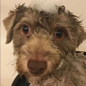 Meet your Posher, Malachi